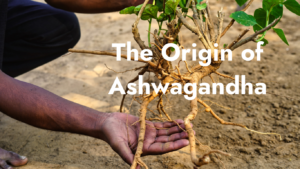 The origin of Ashwagandha