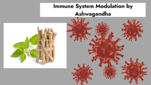 Immune system and ashwagandha 