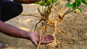 Cultivation of Ashwagandha 